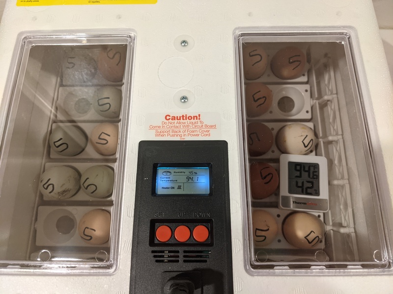 And we started another batch of chicken eggs in a different incubator.