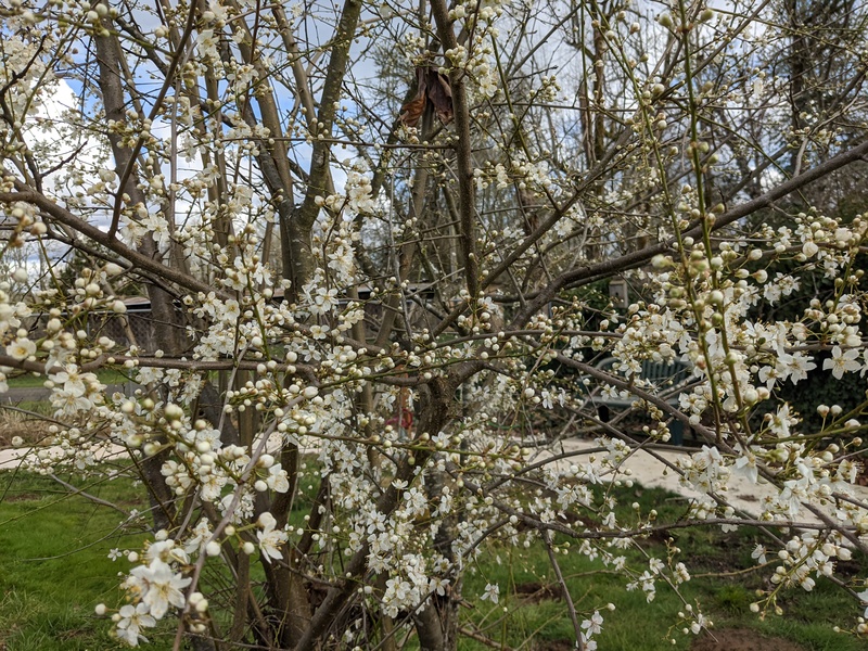 The plum trees in the picnic area have open flowers.