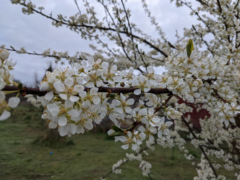 There are so many more blossoms on the trees this week.
