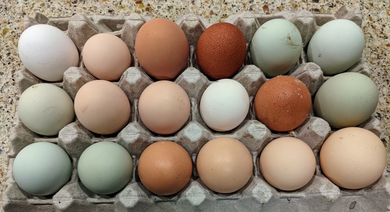 18 eggs in one day is the new record. Previously it was 16.