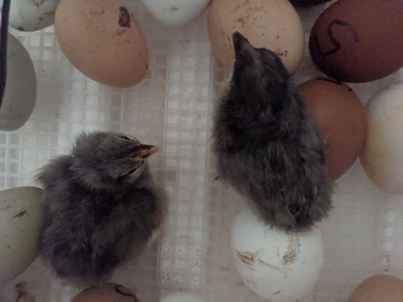 The new chicks started hatching.