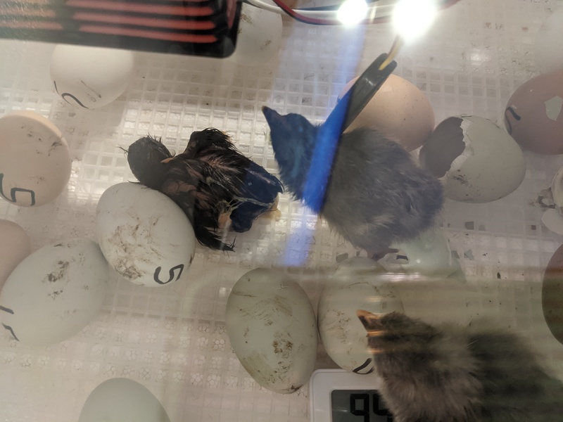 It is so exciting to see each one hatch.