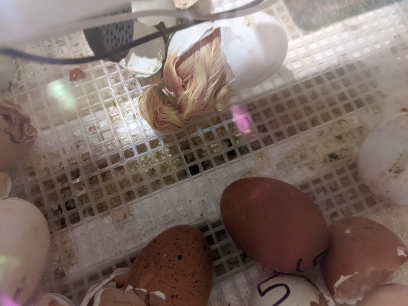 One of the two yellow chicks hatching.