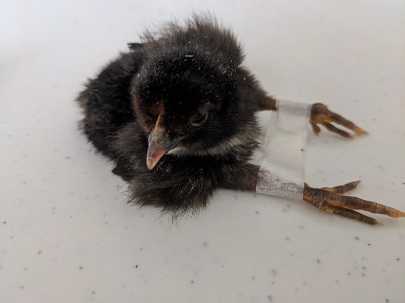 Chick 2 has splayed legs and gets a brace until it learns to walk with its feet underneath the body.