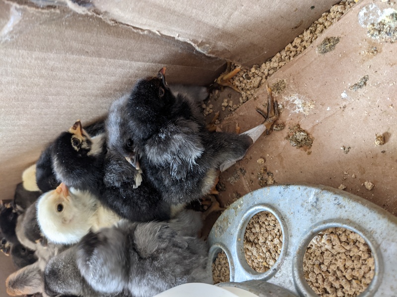Chick 2 is smaller than the others.