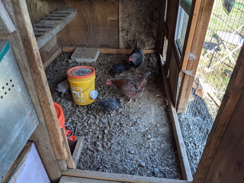 Hens are coming into the dungeon to check it out.