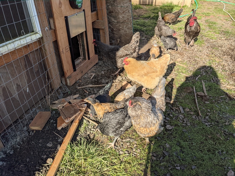 The pullets went out the door and checked out their new world.