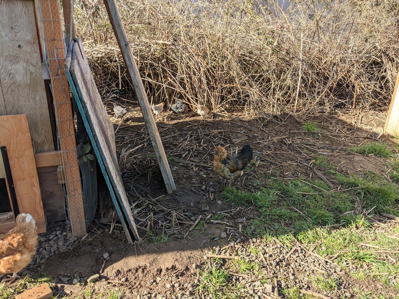 The pullets went and checked out the blackberry vines. I think one got lost.