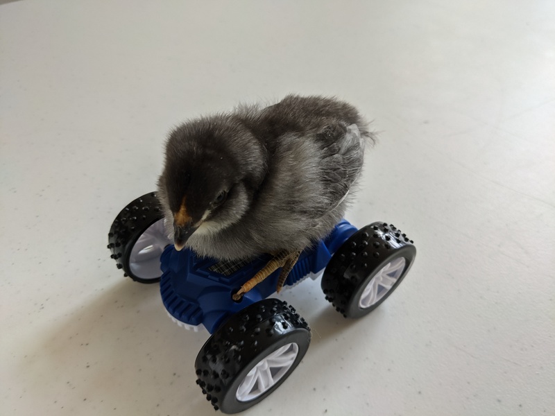 chick riding a vehicle. It seemed to be fine with it.