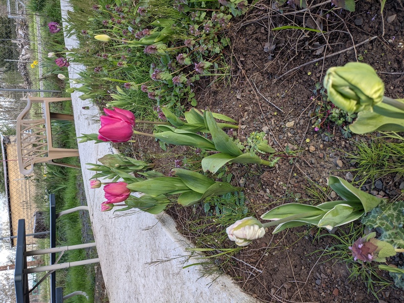 The tulips are popping up everywhere.