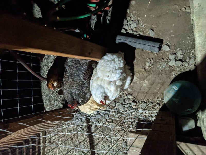 Trying to train the chickens to go into the automatic door is failing.