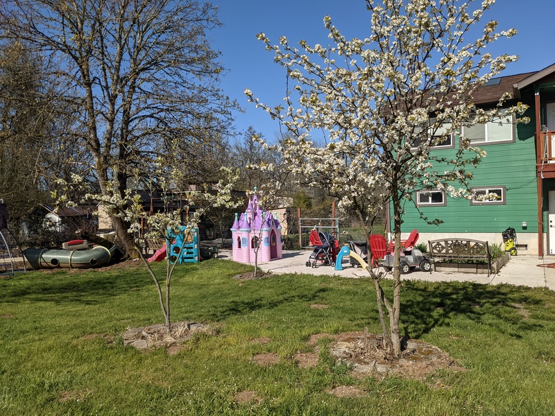 Two Asian Pear trees with a pear tree behind.