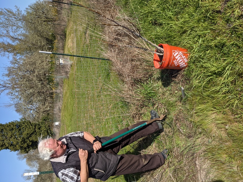 Dennis, Lois's brother brought for walnut trees.