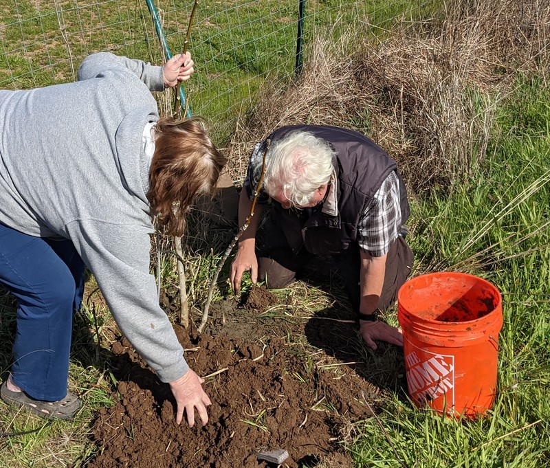 Getting a walnut tree planted.