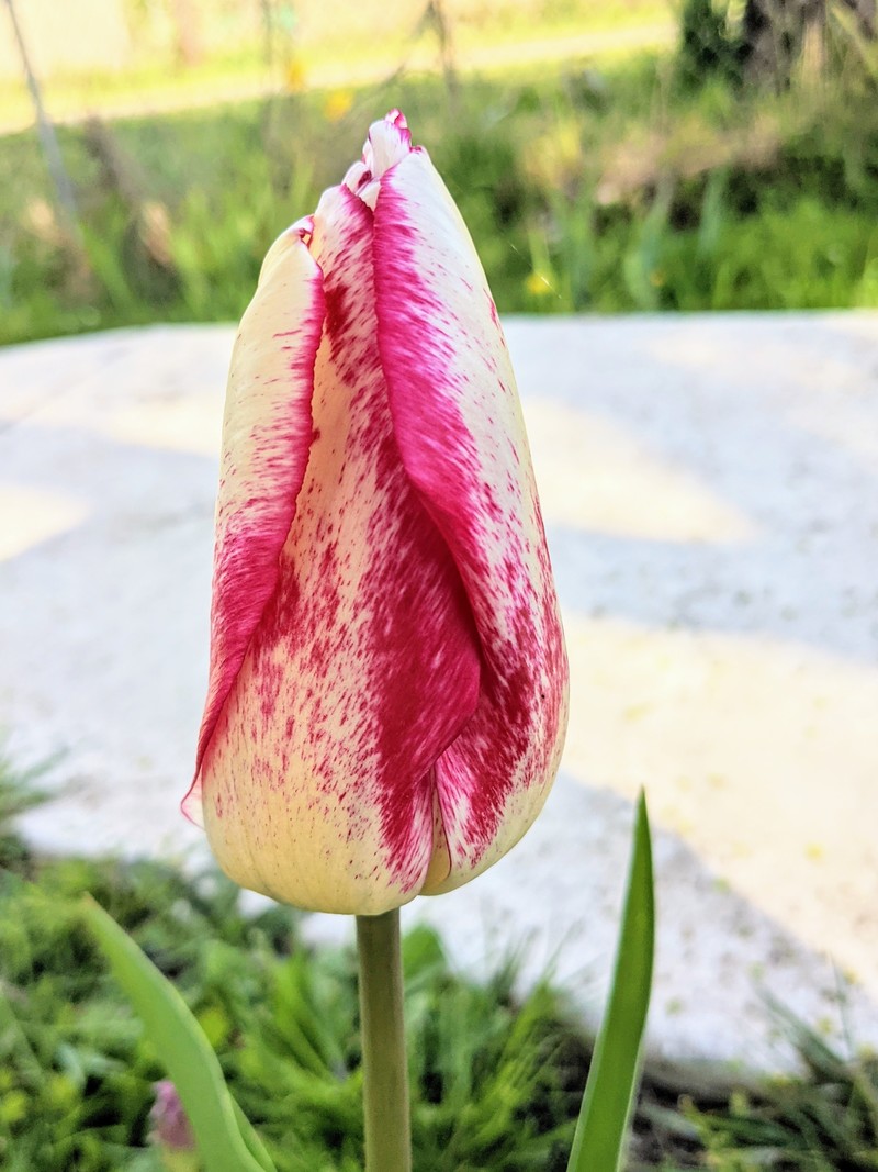 pretty tulip