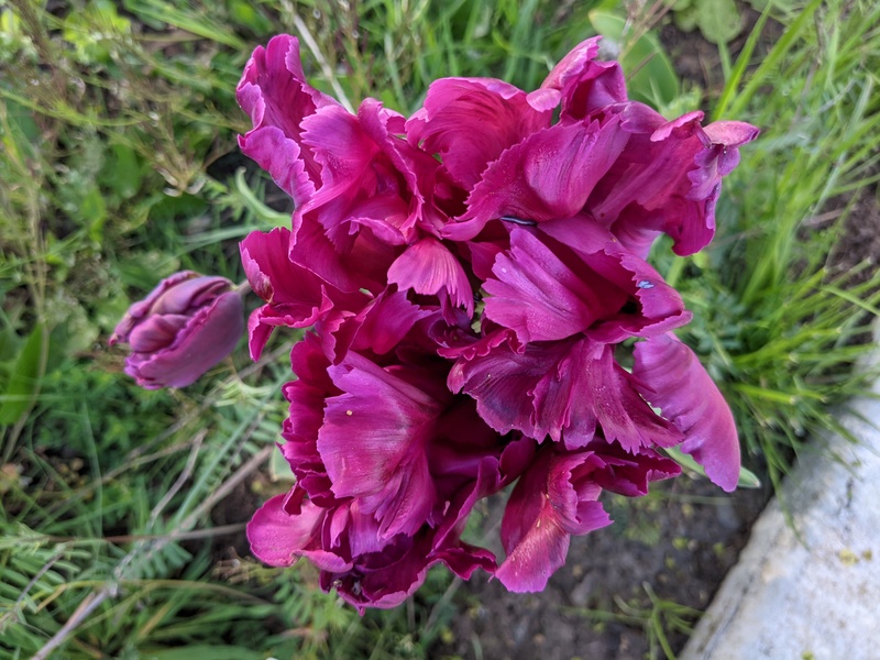 parrot tulip