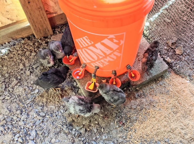 Chicks at the water feeder while Lois lowers their heating warmer a bit.