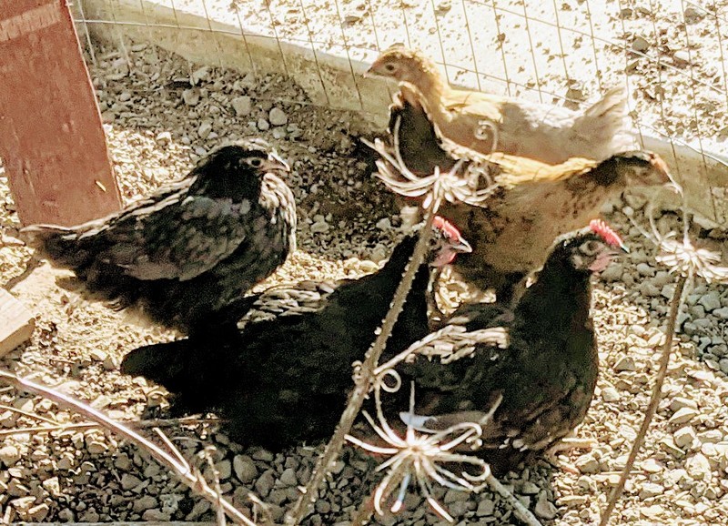 The pullets