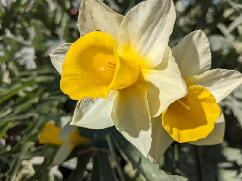 Narcissa/Jonquil/daffodils. What is the difference? This has two flowers on one stalk.
