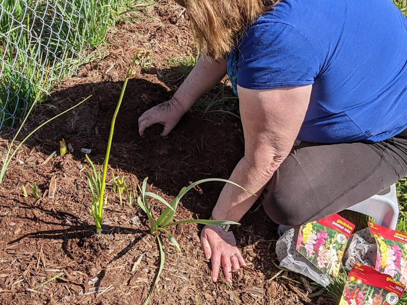 Lois weeding and planting gladiolus.