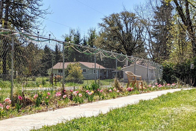 Tulips along the east fence of the picnic area.