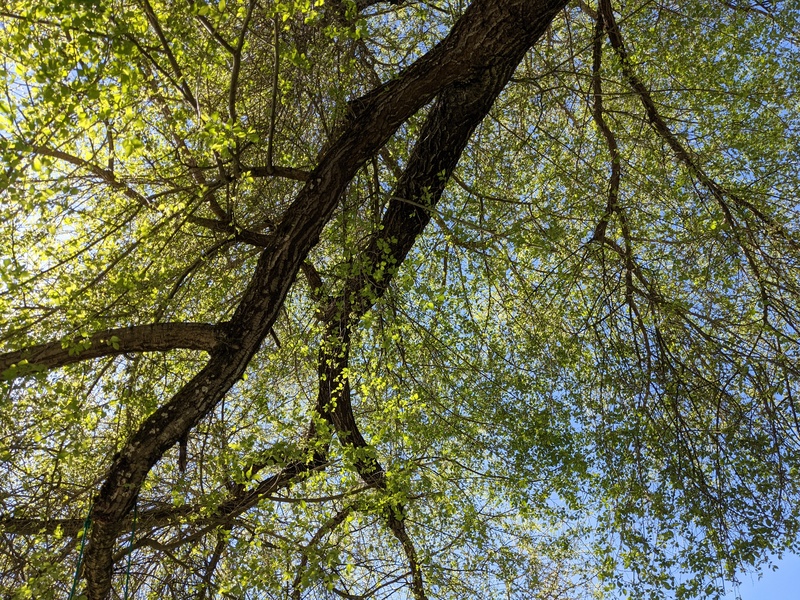 The east elm that isn't out enough to not get a burn, but the new growth is pretty.