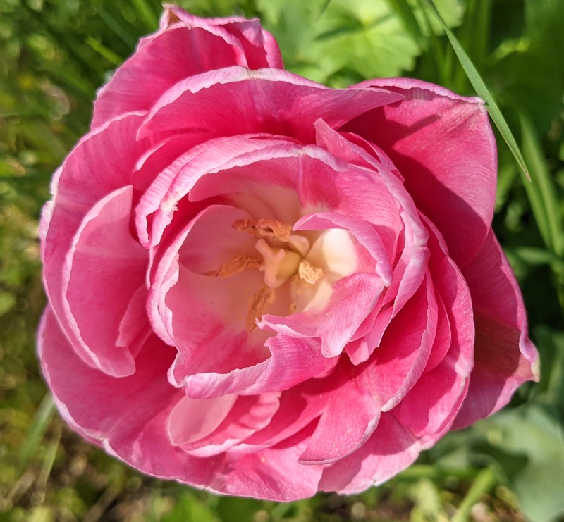 Tulip