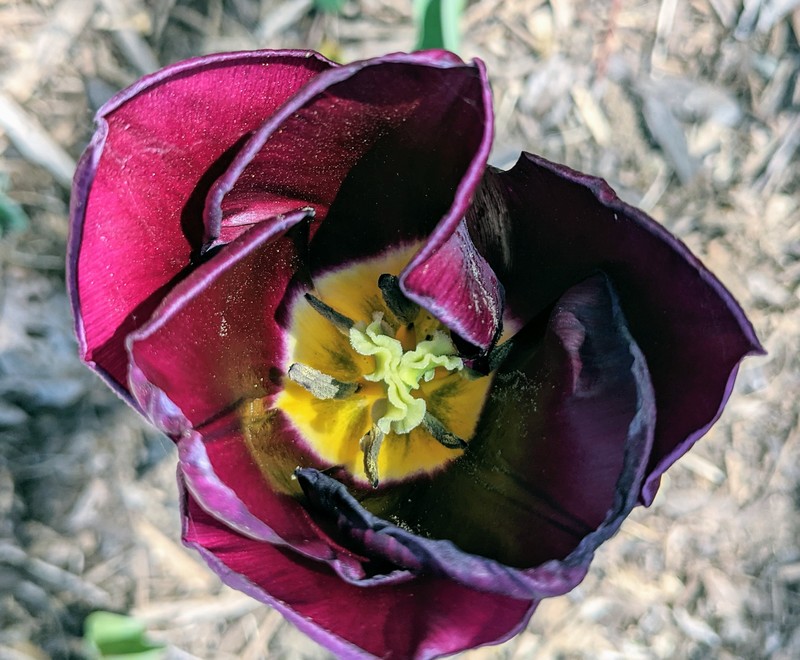 Tulip