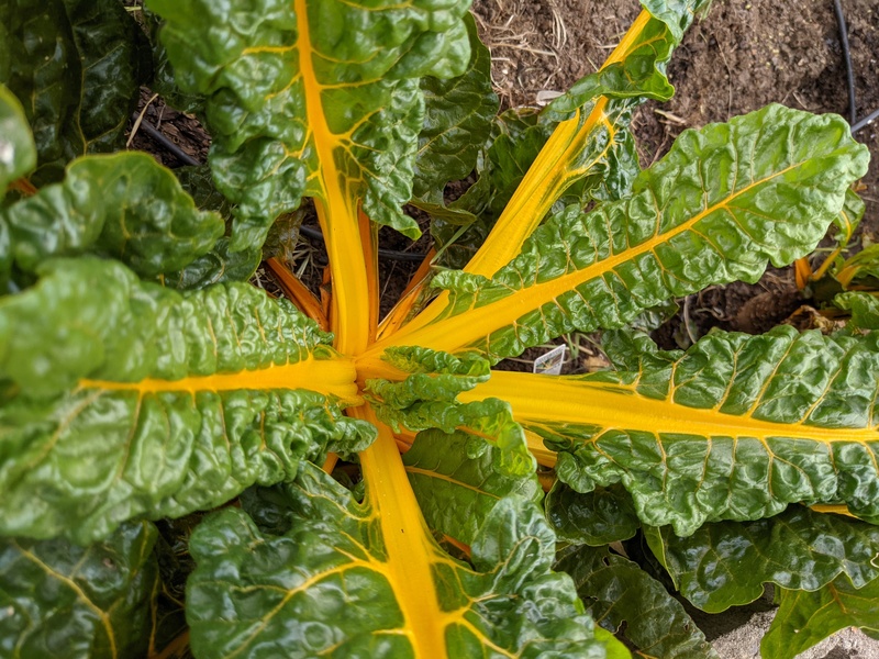 The Swiss chard from last year is looking wonderful.