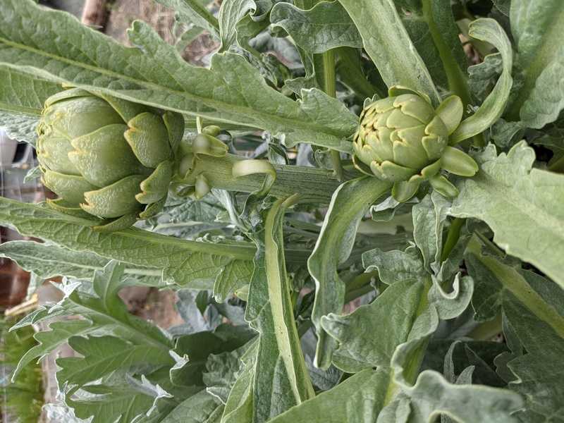 Artichokes are appearing.