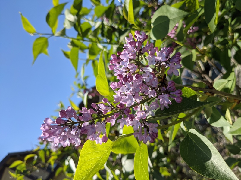 The lilacs are starting to bloom.