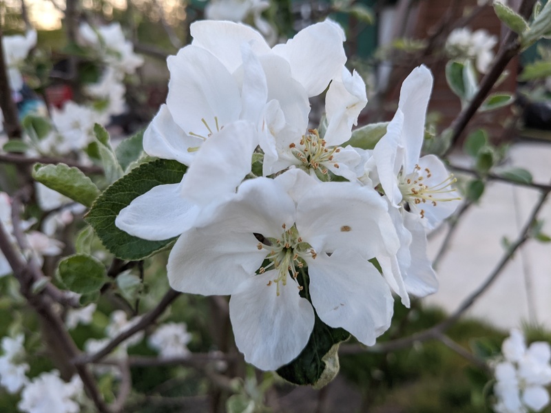 Yellow transparent apple blooms..