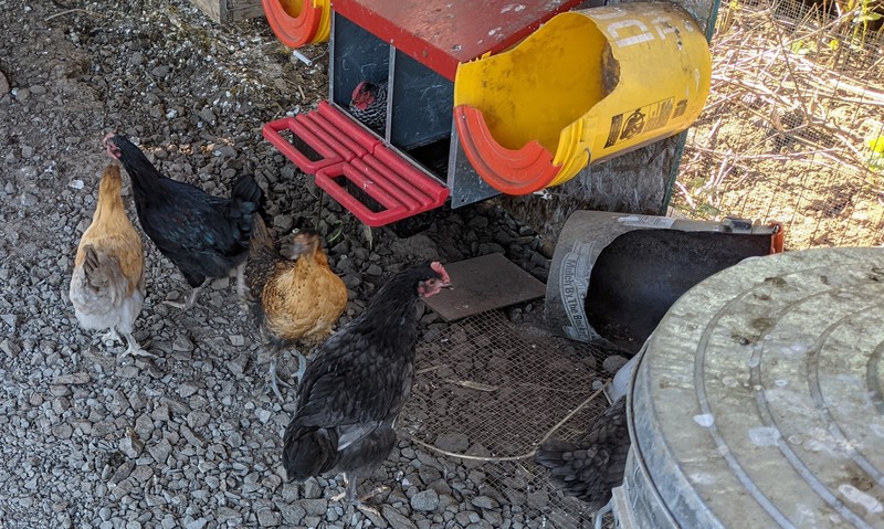 The five pullets keep growing.