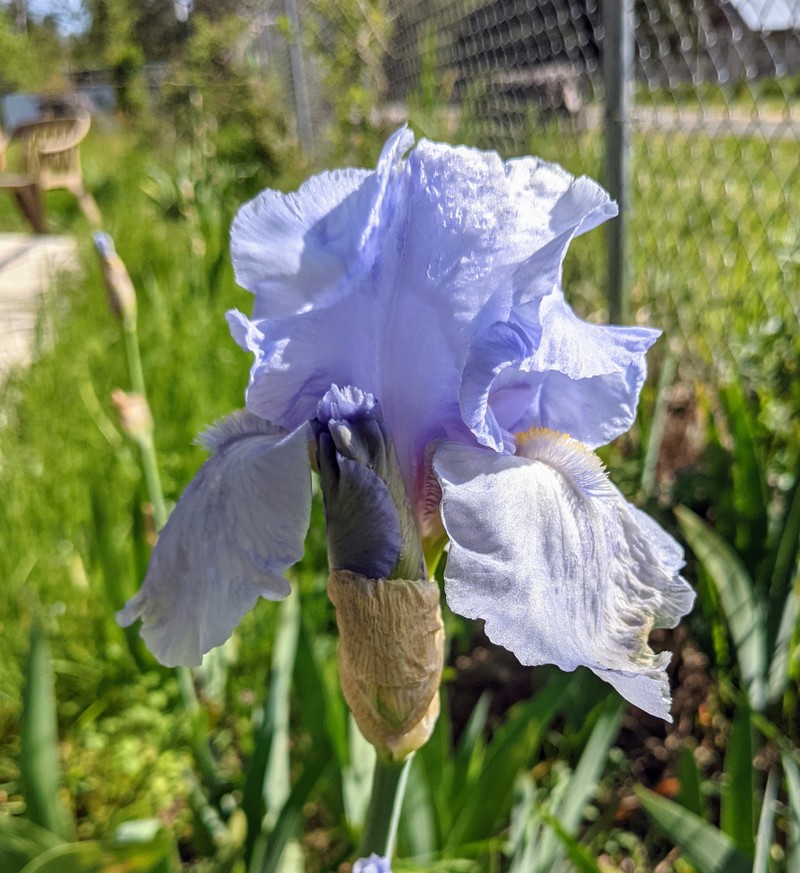 First iris at Rosewold to open this year.