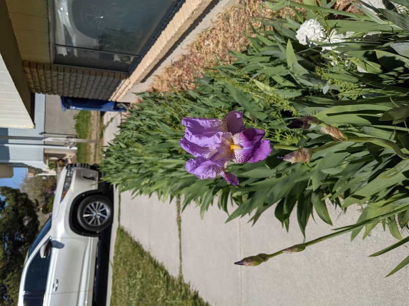 Larissa's house. Lois thought it was funny that there was one iris in bloom in Ben's flower bed, just like at Rosewold.