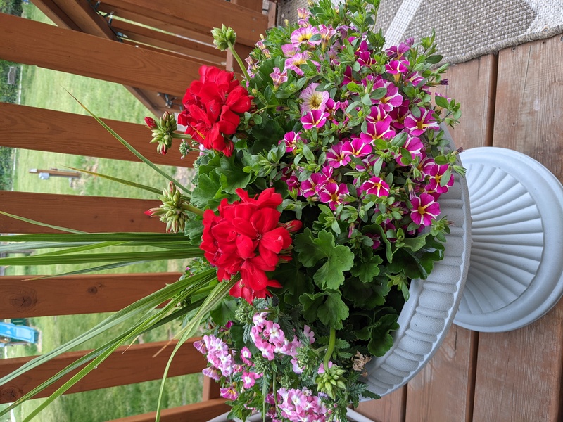 Lois's mother's day flowers from Camille and Joseph.