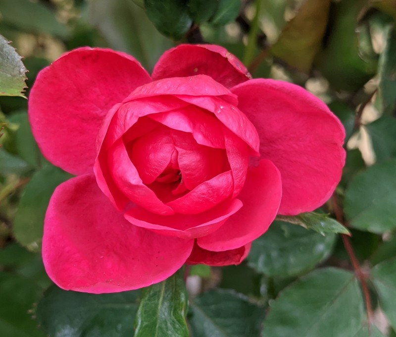 The Rosewold Tia rose.
