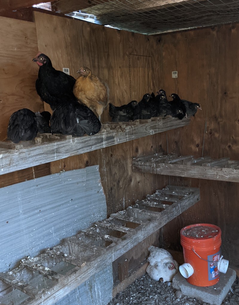 pullets on the left. Chicklets on the right. Chiffon and chicks on the bottom.