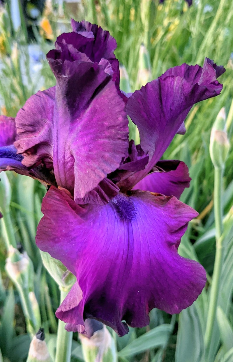 One of our iris varieties.