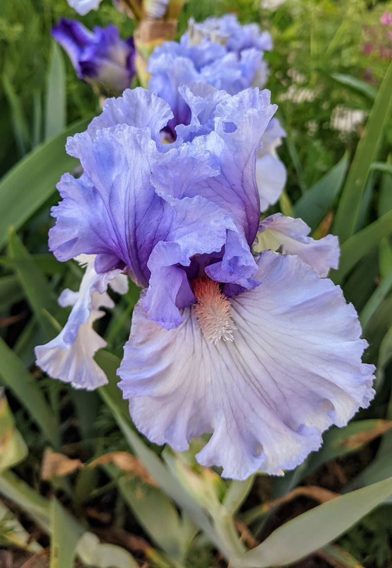 One of our iris varieties.