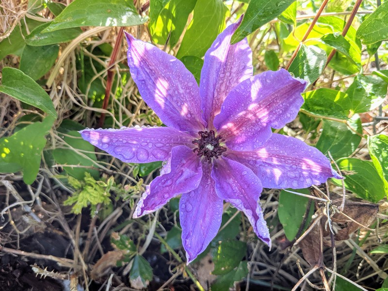 The Clematis has its first bloom