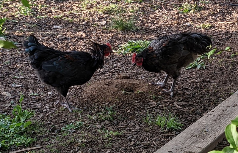 sparring pullet roosters.