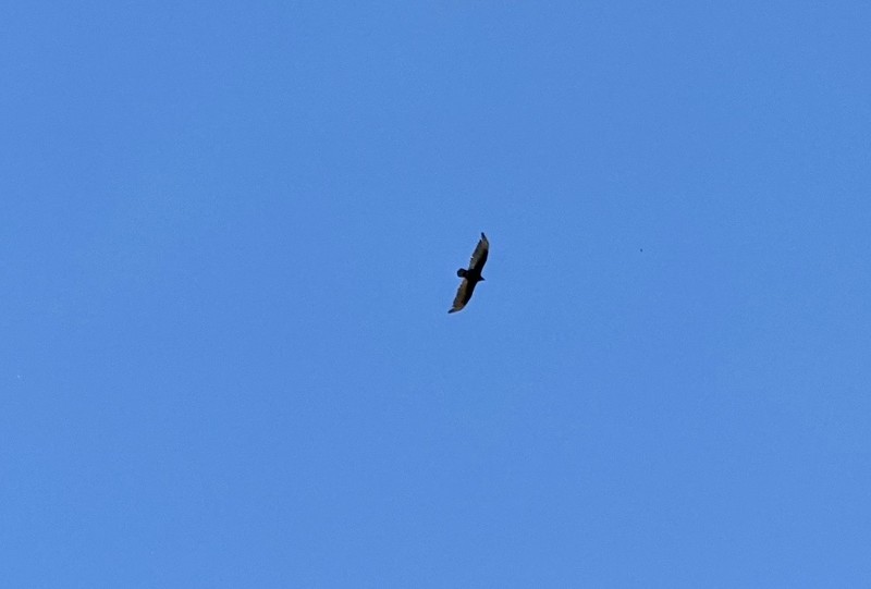 some bird circling the picnic area too much.