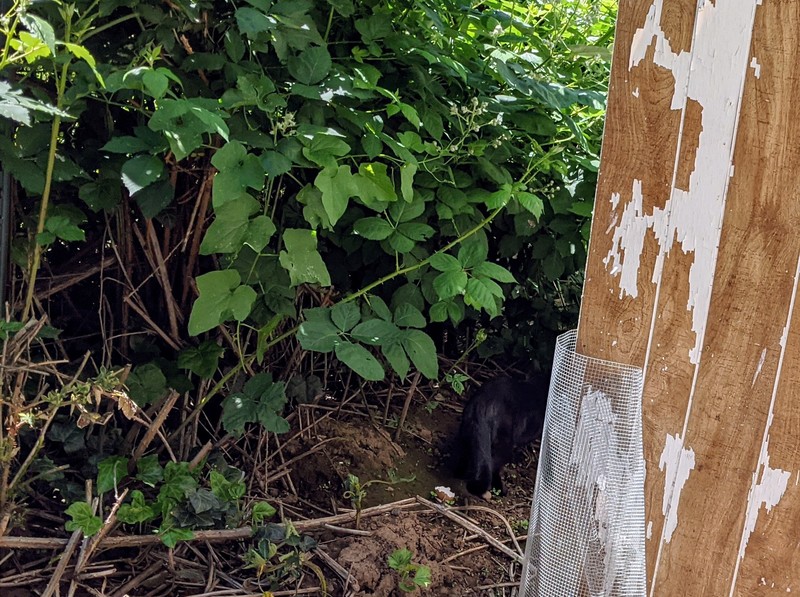 Neighbor's cat keeps going around the chicken coop.