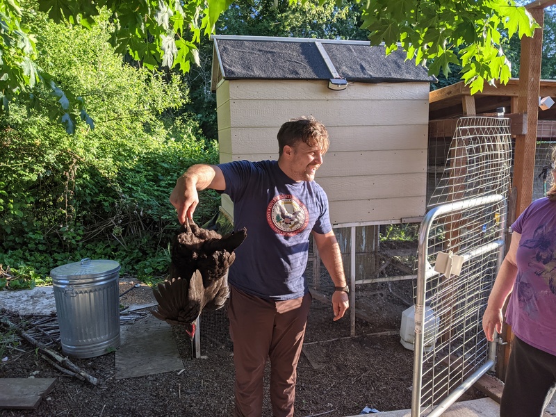King Arthur is gone.  Here is one of our chickens with its new owner. Can you tell he is used to working with game fowl? 😁 It is the easiest way to calmly carry a chicken.
