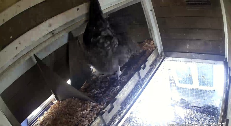 Hens nesting without the poop tray in front.