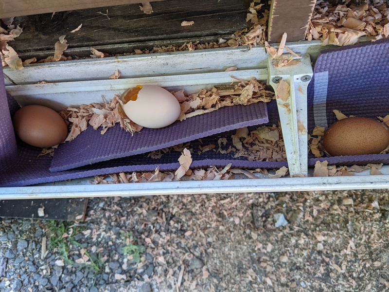 We forgot to anchor the purple mat.  And a Jay still got to the eggs.