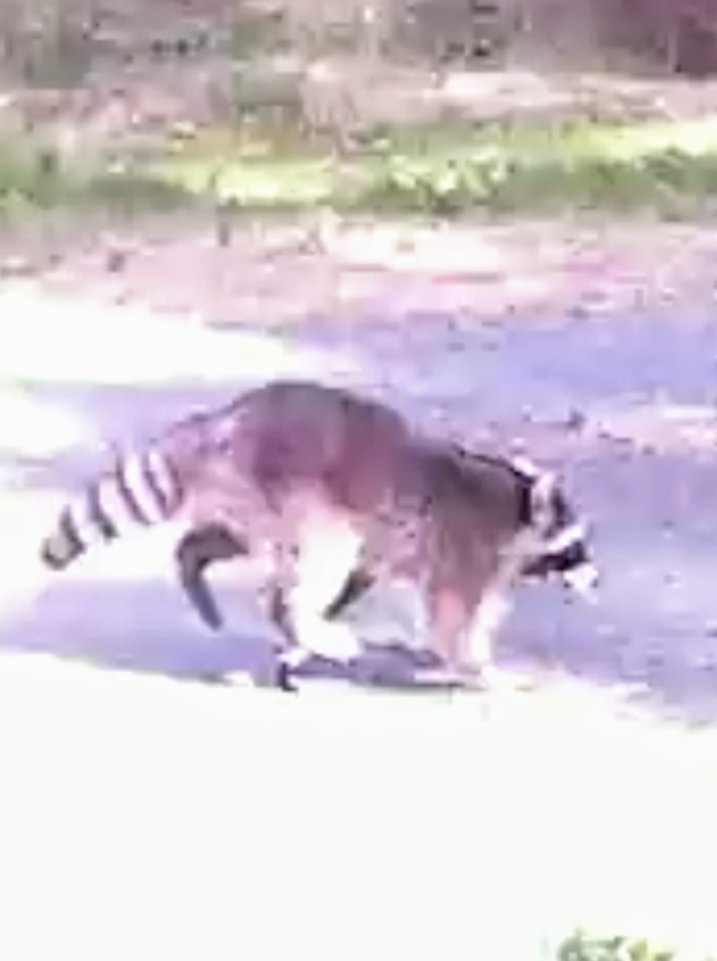 raccoon wandering through.
