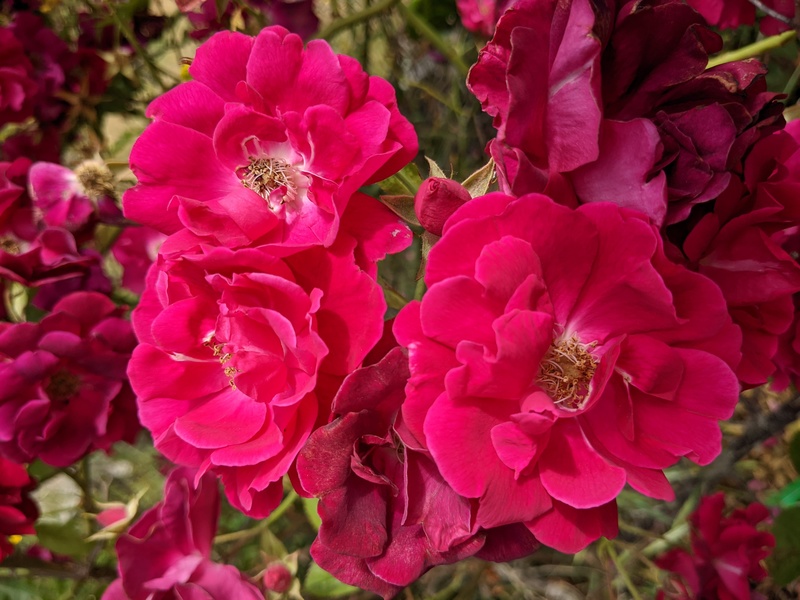 another garden rose