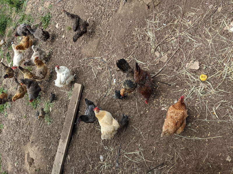chicks and hens eating corn